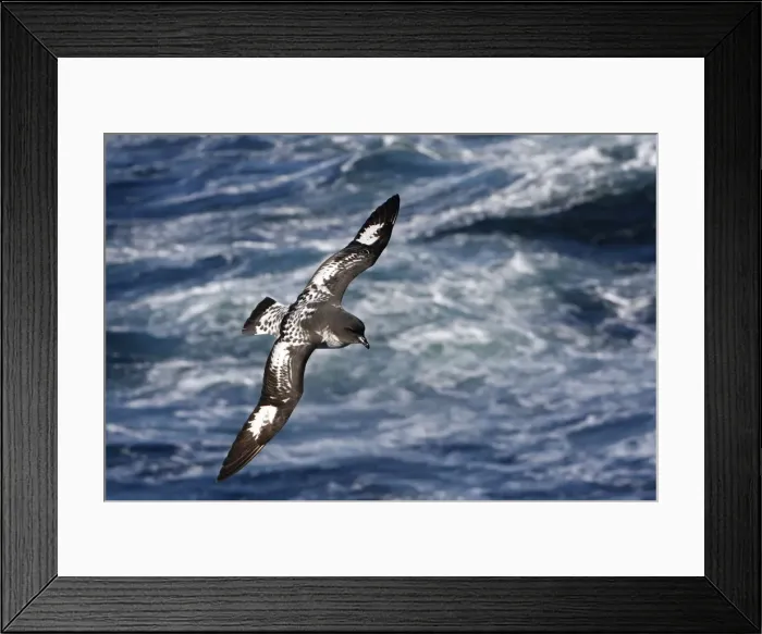 Framed Print : Picture No. 10884706