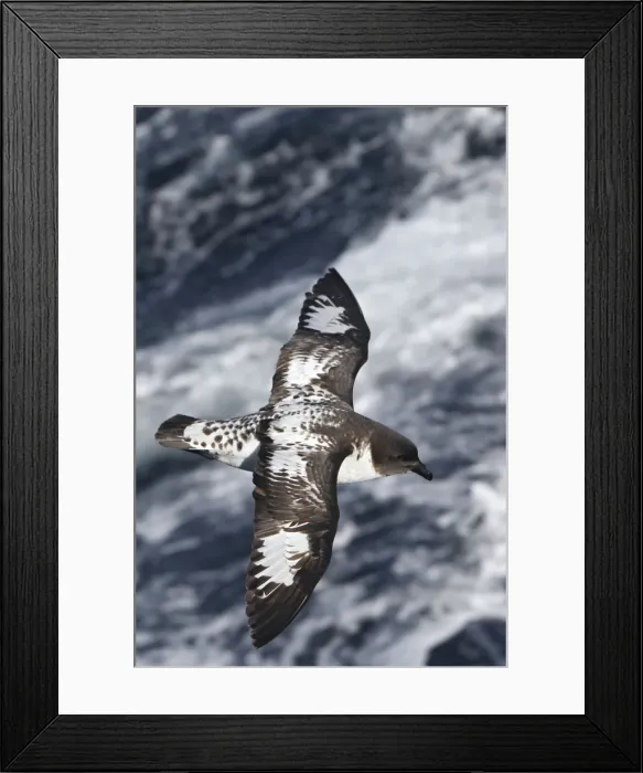 Framed Print : Picture No. 10884708 Framed Print : Picture No. 10884708