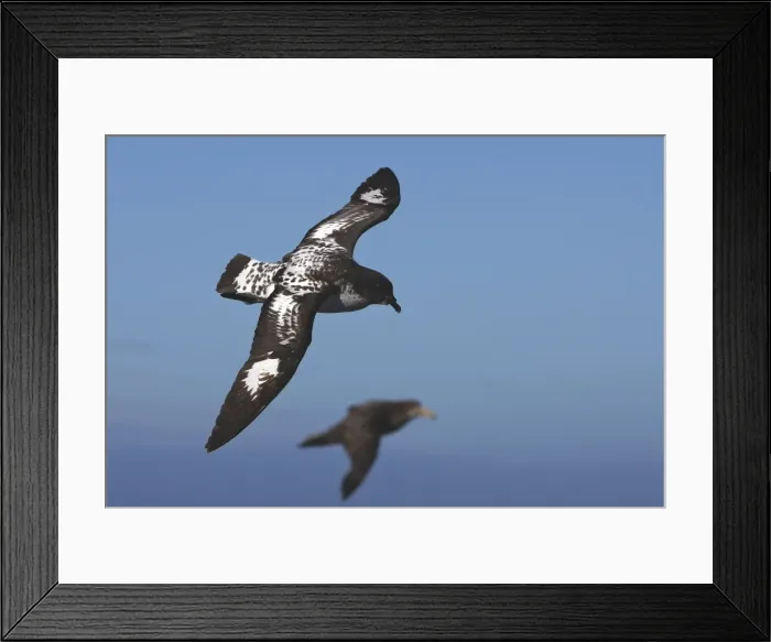 Framed Print : Picture No. 10884709 Framed Print : Picture No. 10884709