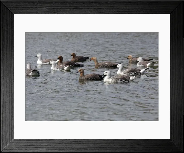 Framed Print : Picture No. 10884712 Framed Print : Picture No. 10884712