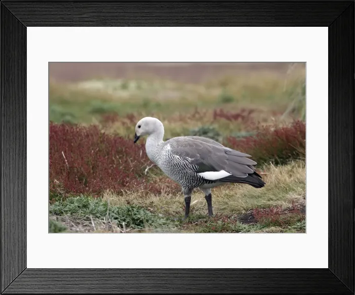 Framed Print : Picture No. 10884716 Framed Print : Picture No. 10884716