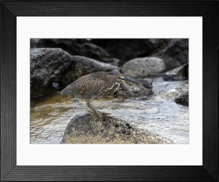 Framed Print : Picture No. 10884938 Framed Print : Picture No. 10884938