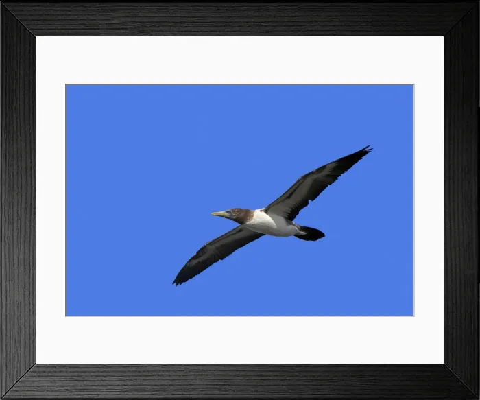 Framed Print : Picture No. 10884941 Framed Print : Picture No. 10884941