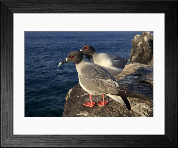 Framed Print : Picture No. 10884937 Framed Print : Picture No. 10884937