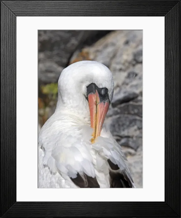 Framed Print : Picture No. 10884942 Framed Print : Picture No. 10884942