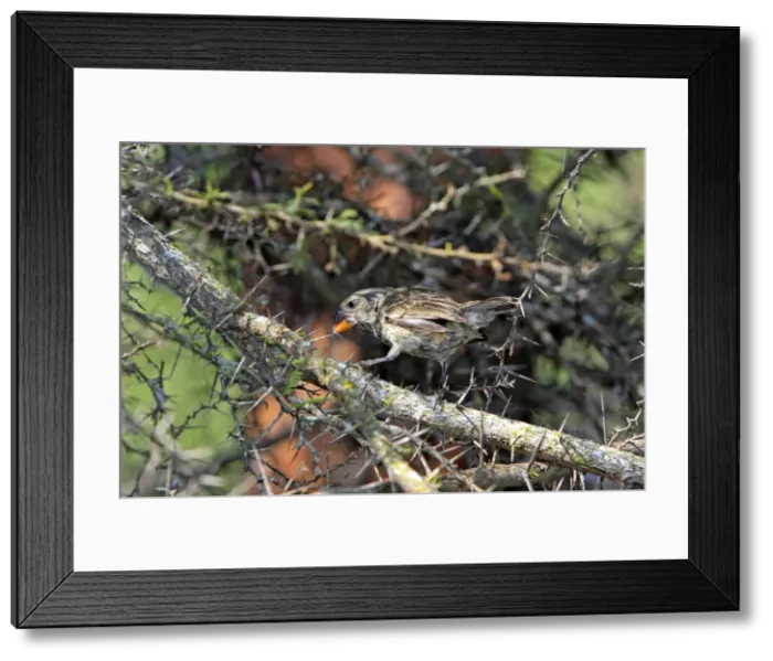 Framed Print : Picture No. 10884935 Framed Print : Picture No. 10884935