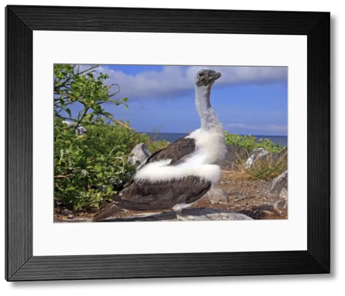 Framed Print : Picture No. 10884945 Framed Print : Picture No. 10884945