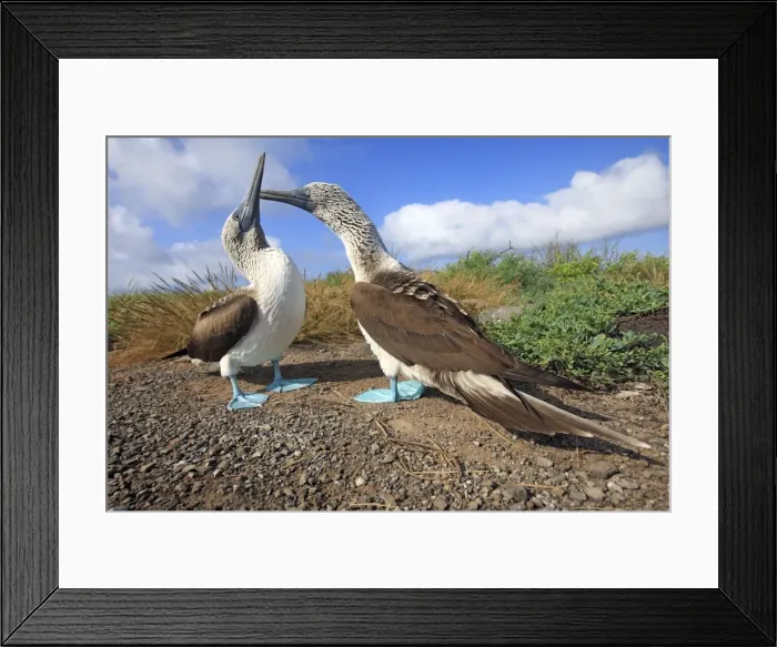 Framed Print : Picture No. 10884946 Framed Print : Picture No. 10884946