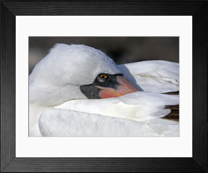 Framed Print : Picture No. 10884943 Framed Print : Picture No. 10884943