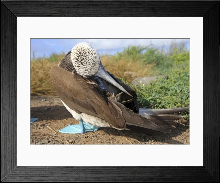 Framed Print : Picture No. 10884947 Framed Print : Picture No. 10884947