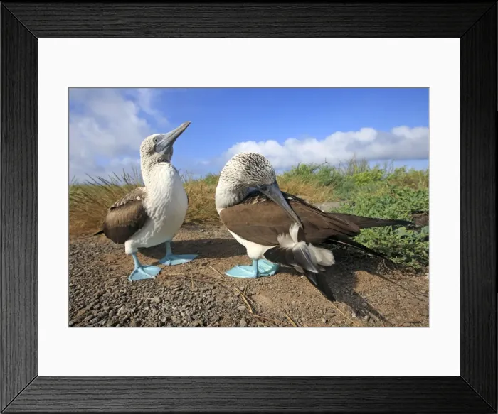 Framed Print : Picture No. 10884948 Framed Print : Picture No. 10884948