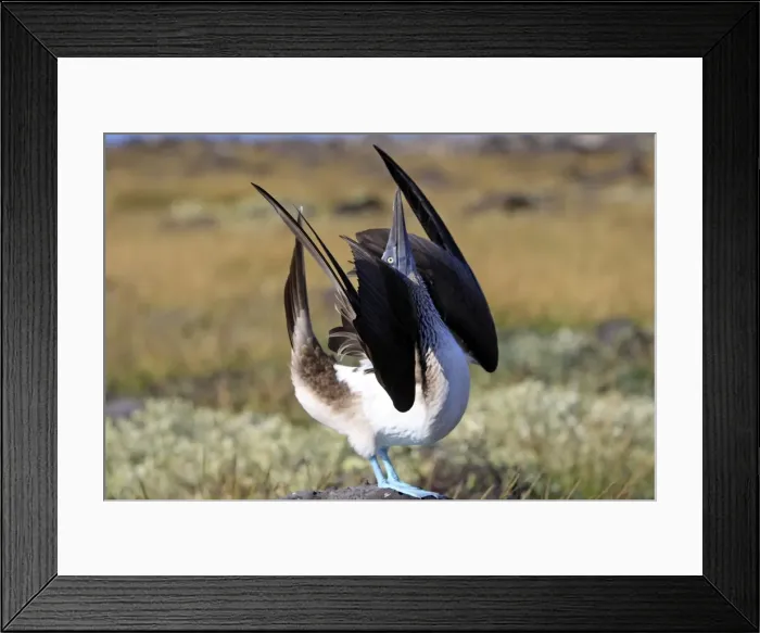 Framed Print : Picture No. 10884951 Framed Print : Picture No. 10884951