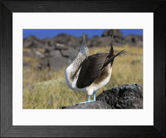 Framed Print : Picture No. 10884950 Framed Print : Picture No. 10884950
