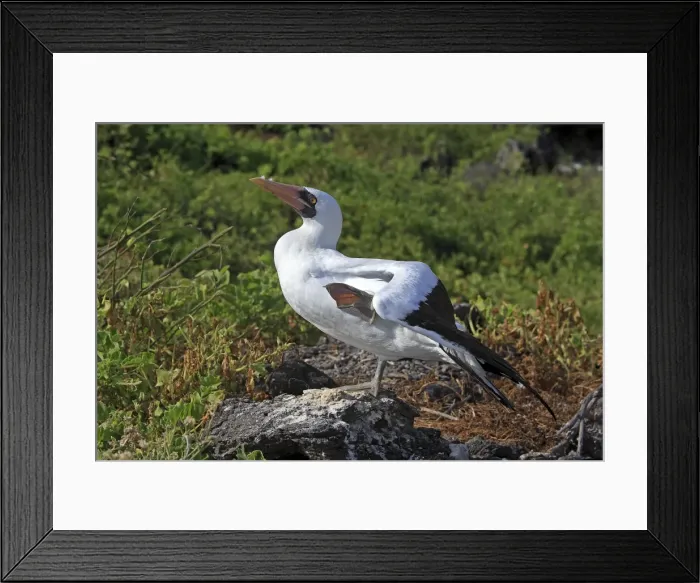 Framed Print : Picture No. 10884944 Framed Print : Picture No. 10884944