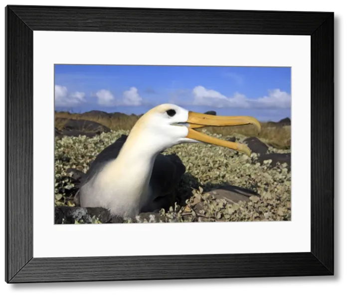 Framed Print : Picture No. 10884955 Framed Print : Picture No. 10884955