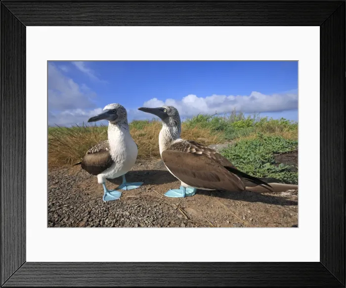 Framed Print : Picture No. 10884949 Framed Print : Picture No. 10884949