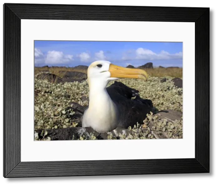 Framed Print : Picture No. 10884956