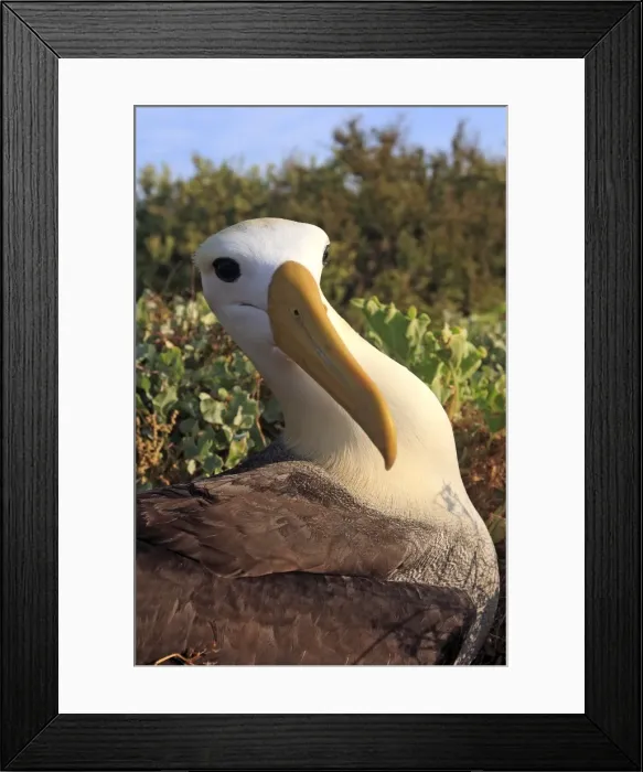 Framed Print : Picture No. 10884959