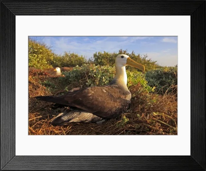 Framed Print : Picture No. 10884958 Framed Print : Picture No. 10884958