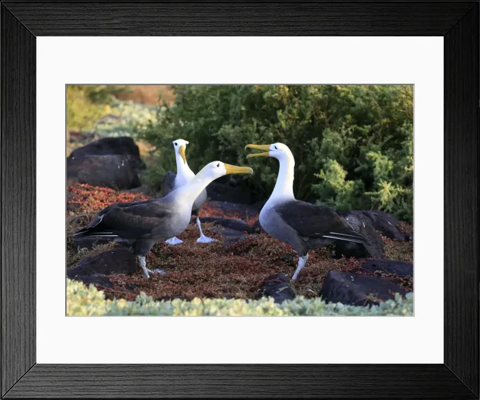 Framed Print : Picture No. 10884962 Framed Print : Picture No. 10884962