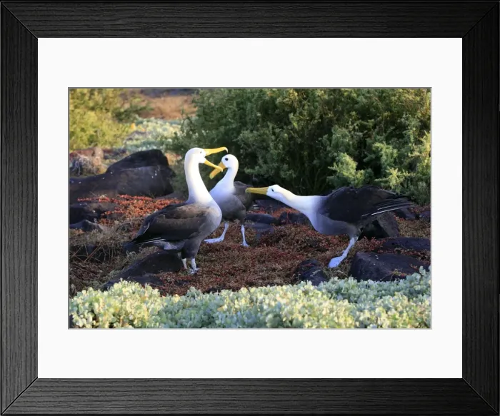 Framed Print : Picture No. 10884963 Framed Print : Picture No. 10884963