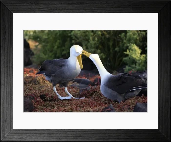 Framed Print : Picture No. 10884961 Framed Print : Picture No. 10884961