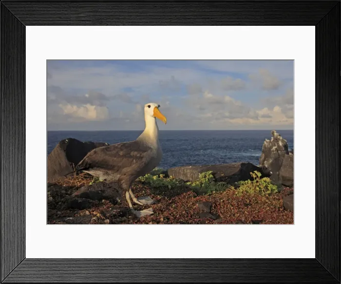 Framed Print : Picture No. 10884957 Framed Print : Picture No. 10884957