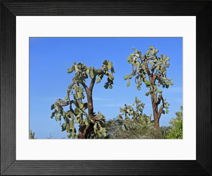 Framed Print : Picture No. 10884964 Framed Print : Picture No. 10884964
