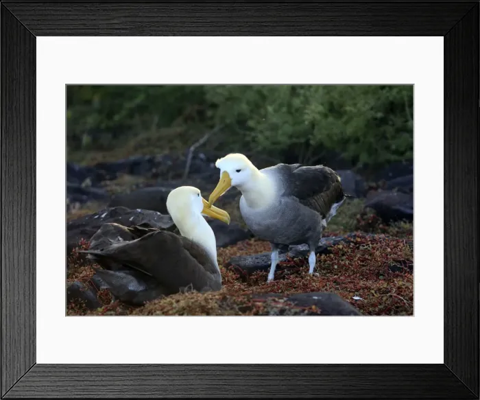 Framed Print : Picture No. 10884960 Framed Print : Picture No. 10884960