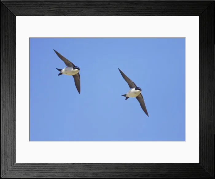 Framed Print : Picture No. 10884966 Framed Print : Picture No. 10884966