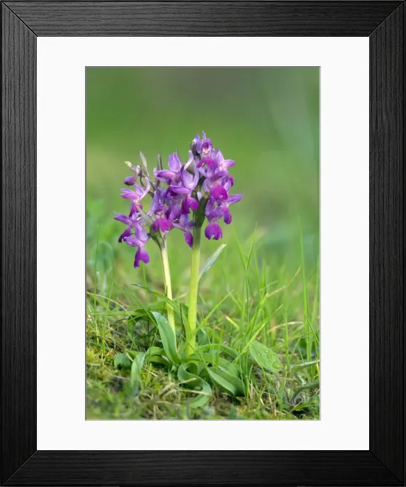 Framed Print : Picture No. 10884972