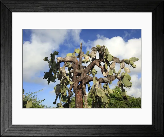 Framed Print : Picture No. 10884965 Framed Print : Picture No. 10884965