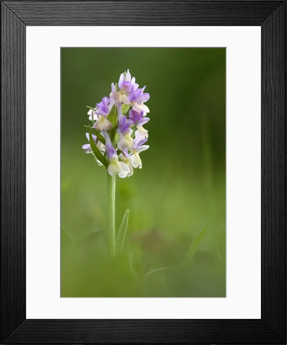Framed Print : Picture No. 10884971 Framed Print : Picture No. 10884971