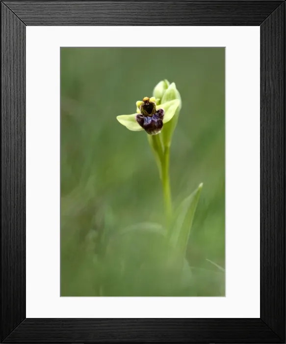 Framed Print : Picture No. 10884970 Framed Print : Picture No. 10884970