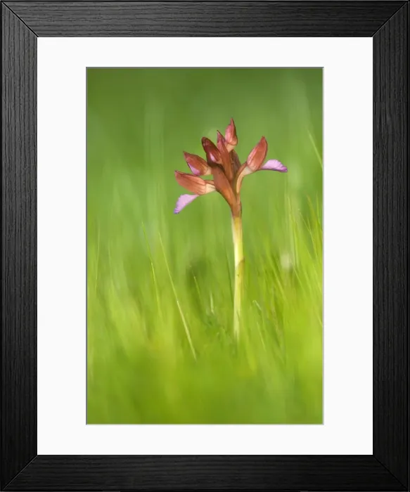 Framed Print : Picture No. 10884973 Framed Print : Picture No. 10884973