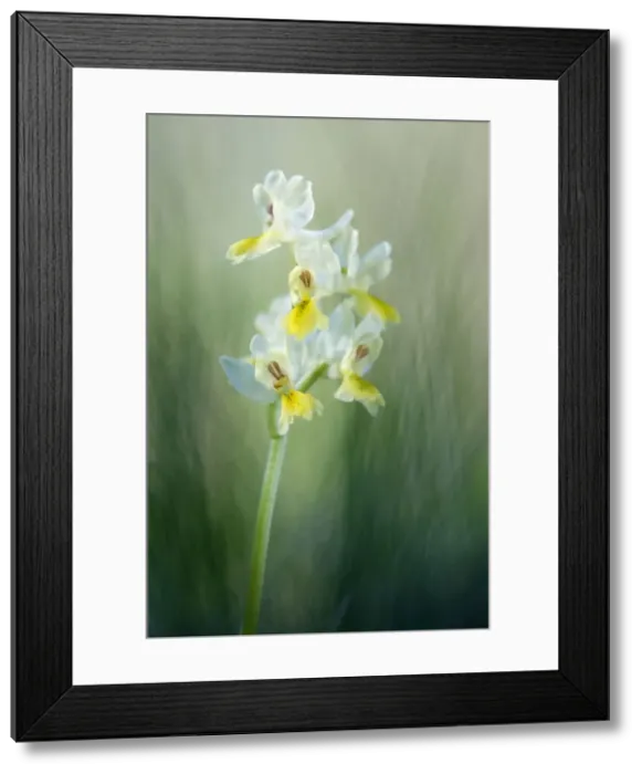 Framed Print : Picture No. 10884980 Framed Print : Picture No. 10884980