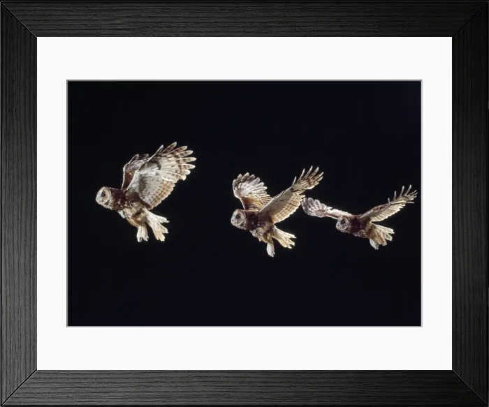 Framed Print : Picture No. 10884967 Framed Print : Picture No. 10884967