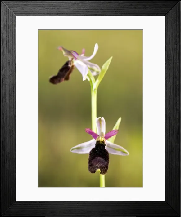 Framed Print : Picture No. 10884990 Framed Print : Picture No. 10884990