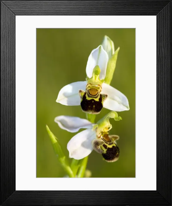 Framed Print : Picture No. 10884992 Framed Print : Picture No. 10884992