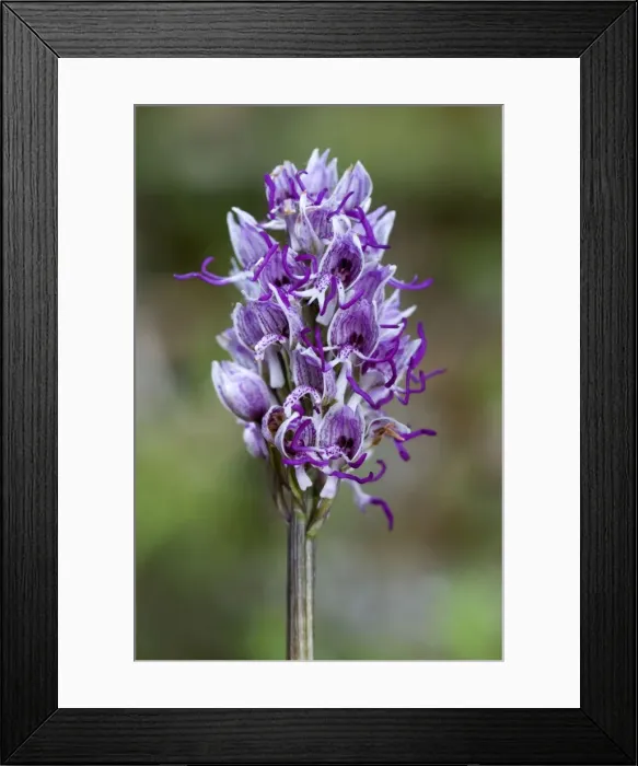 Framed Print : Picture No. 10885004 Framed Print : Picture No. 10885004