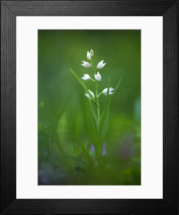 Framed Print : Picture No. 10885010 Framed Print : Picture No. 10885010