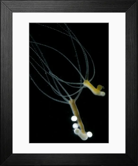 Framed Print : Picture No. 10885008 Framed Print : Picture No. 10885008