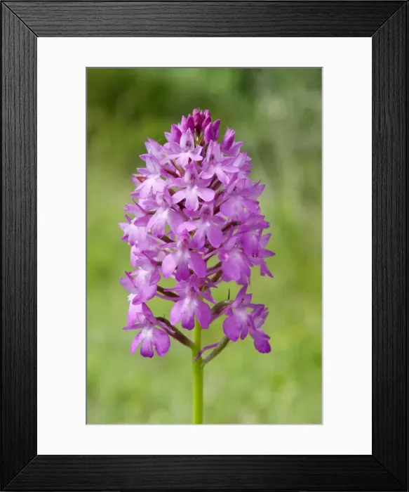 Framed Print : Picture No. 10885011 Framed Print : Picture No. 10885011