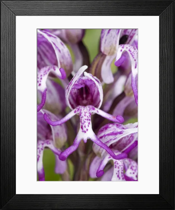 Framed Print : Picture No. 10885007 Framed Print : Picture No. 10885007