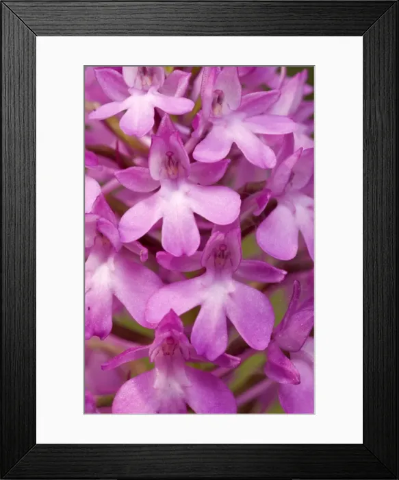 Framed Print : Picture No. 10885012 Framed Print : Picture No. 10885012