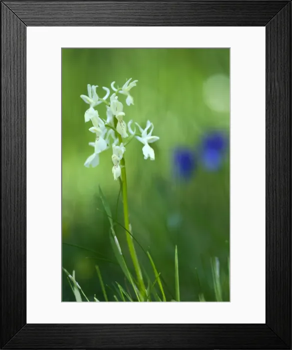 Framed Print : Picture No. 10885019 Framed Print : Picture No. 10885019