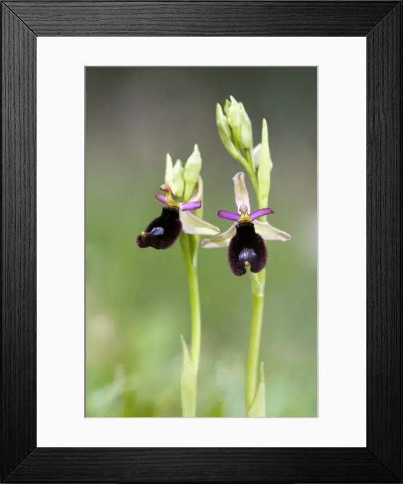 Framed Print : Picture No. 10885013 Framed Print : Picture No. 10885013