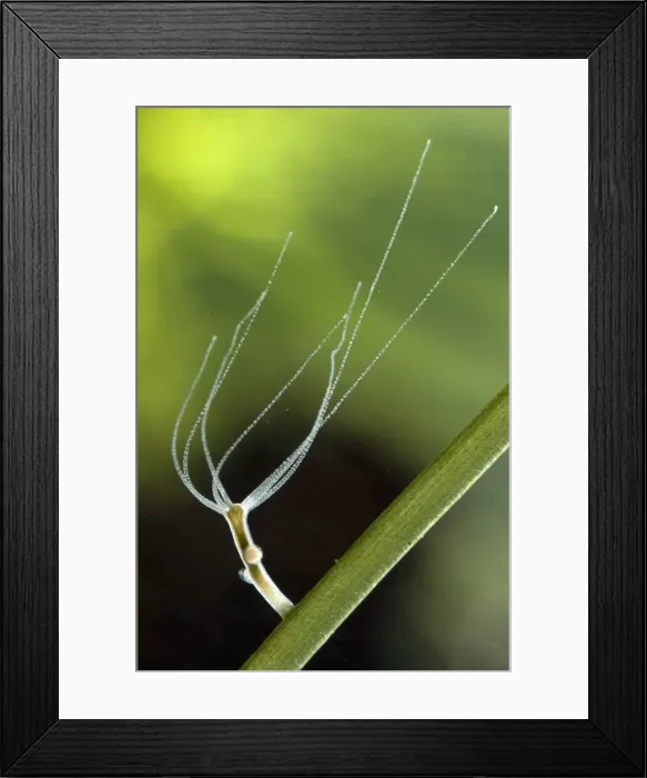 Framed Print : Picture No. 10885009 Framed Print : Picture No. 10885009