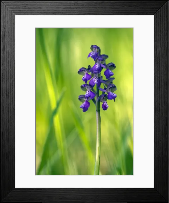 Framed Print : Picture No. 10885020 Framed Print : Picture No. 10885020