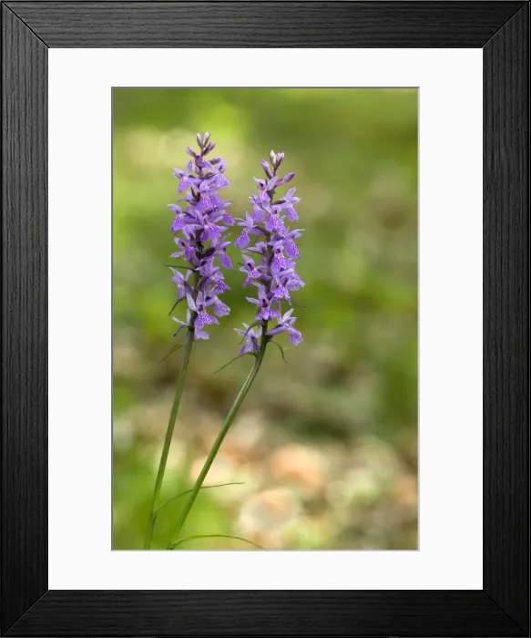 Framed Print : Picture No. 10885027